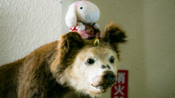 天狗山の子熊の剥製